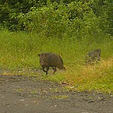 collard peccary1